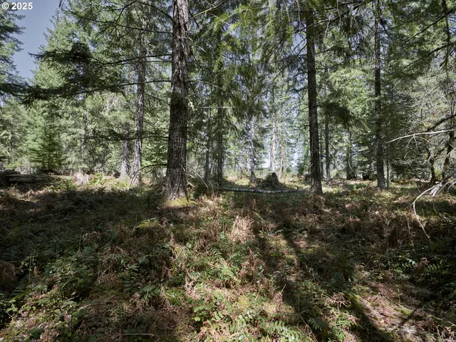 a view of a forest with lots of trees