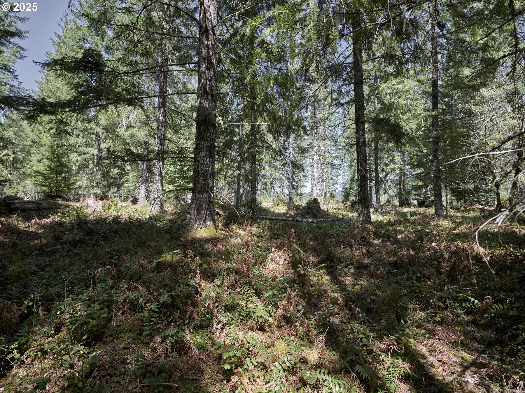 2 Loowit Lane Cougar, WA 98616 - Photo 20 of 30 Acreage