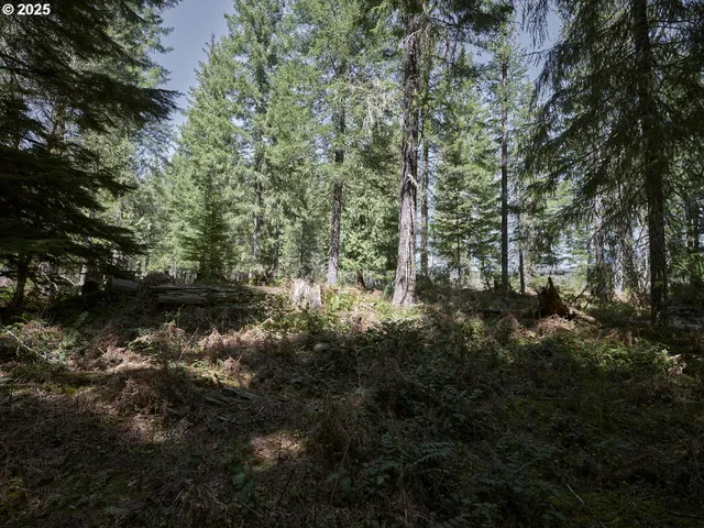 a view of a forest with lots of trees