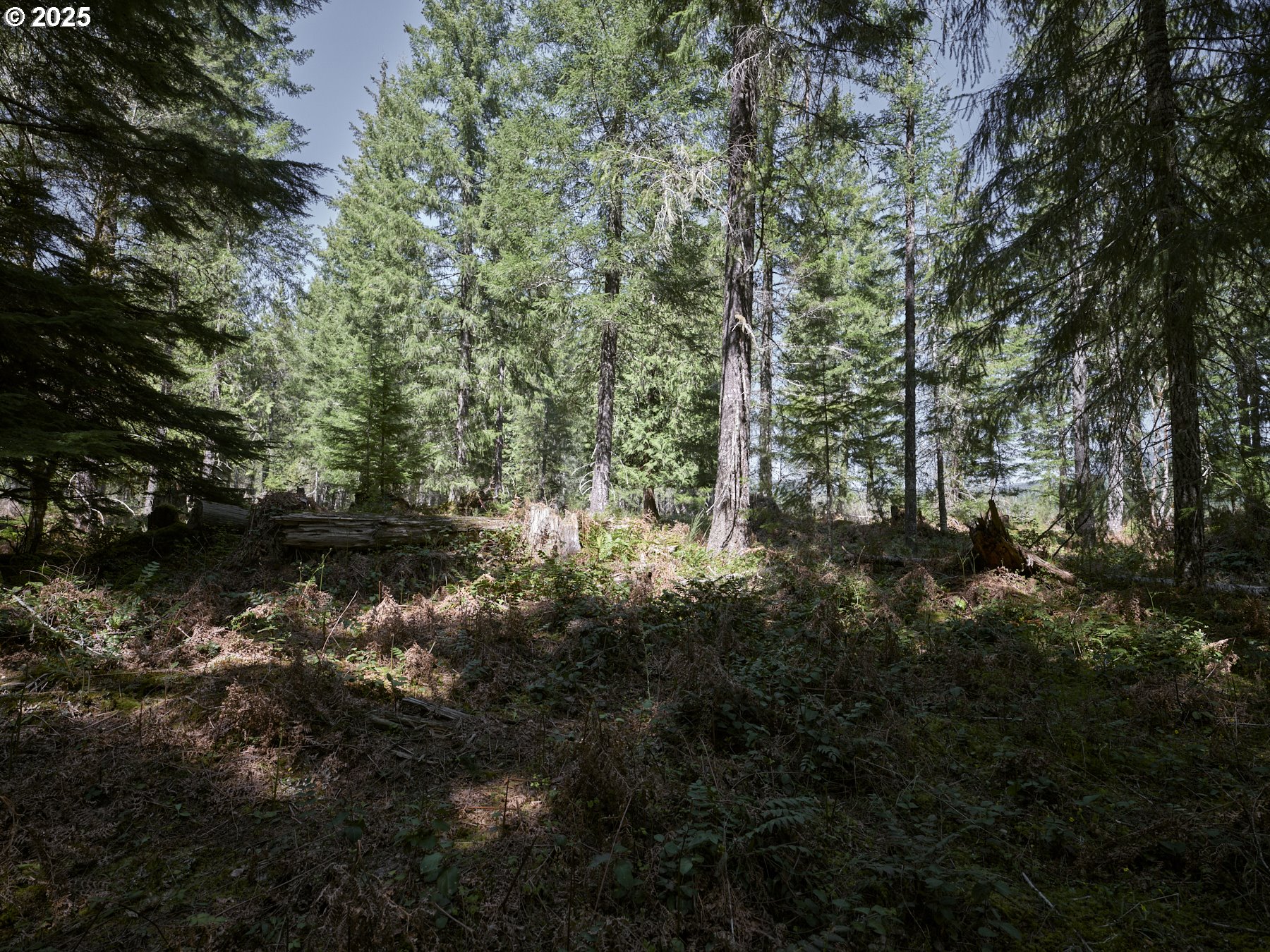 2 Loowit Lane Cougar, WA 98616 - Photo 21 of 30 Acreage
