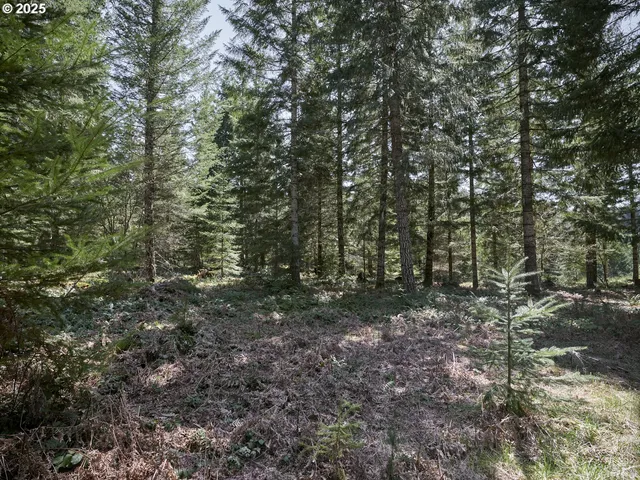a view of a forest with trees in the background