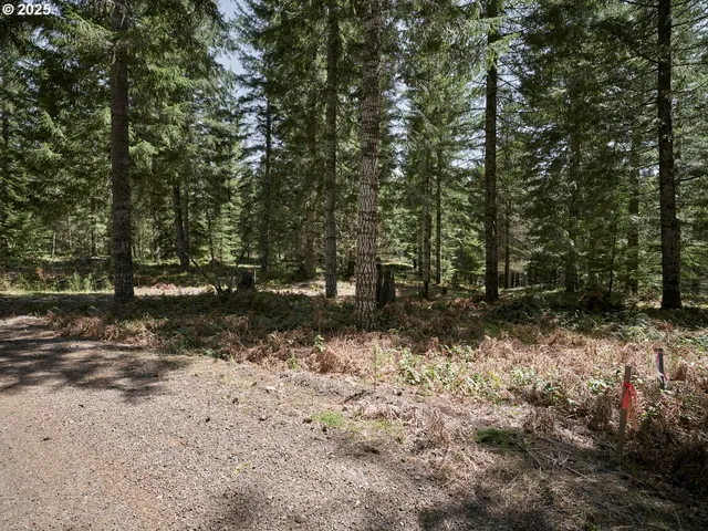 a view of a forest filled with trees