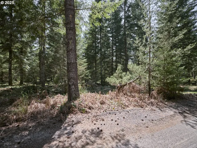 a view of a forest with trees