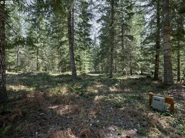 a view of a forest with a tree