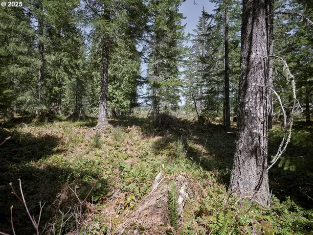 a view of a yard with plants and large trees
