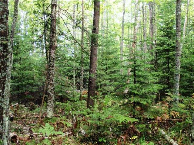 Lot 35 Garrett's Trail Rhinelander, WI 54501 - Photo 12 of 16 Gallery Image 12