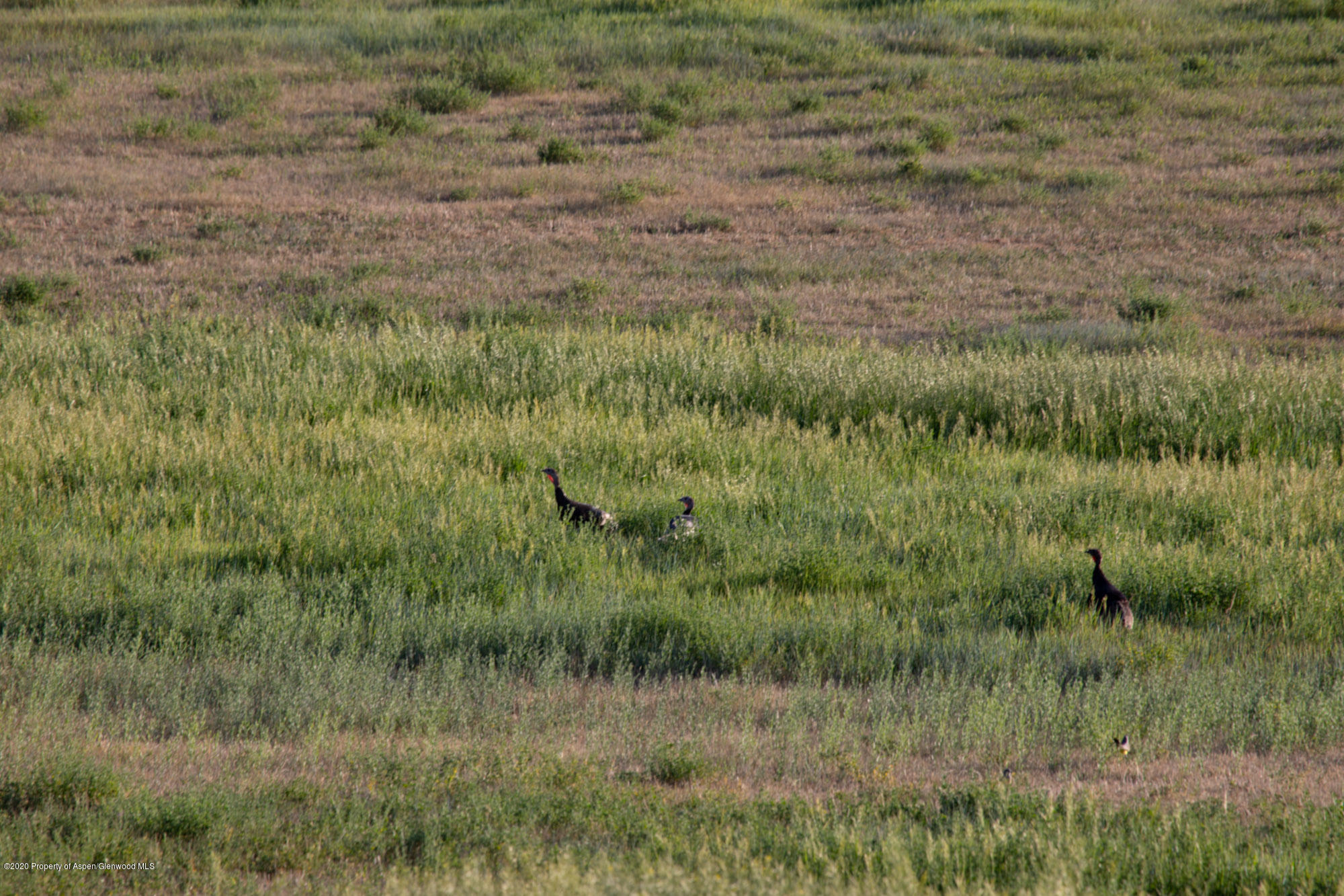 1989 County Road 320 Rifle, CO 81650 - Photo 19 of 36 a view of a lush green field