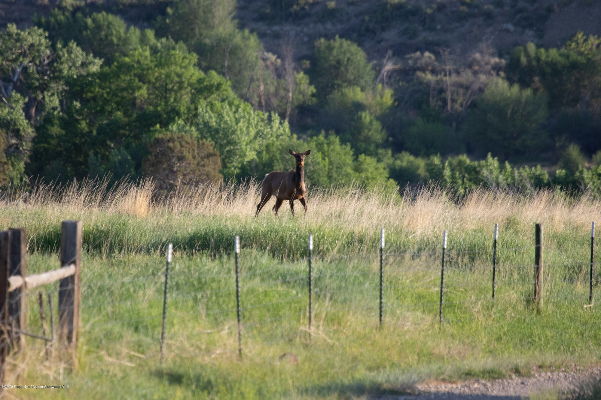 1989 County Road 320 Rifle, CO 81650 - Photo 5 of 36 a view of a garden