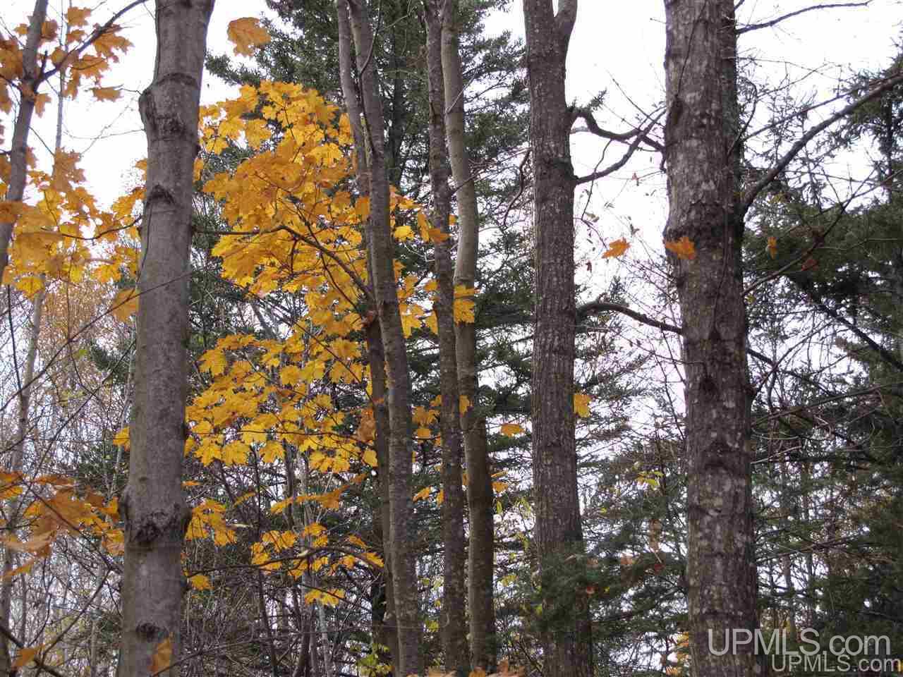 No # East No Road Grand Marais, MI 49839 - Photo 1 of 12