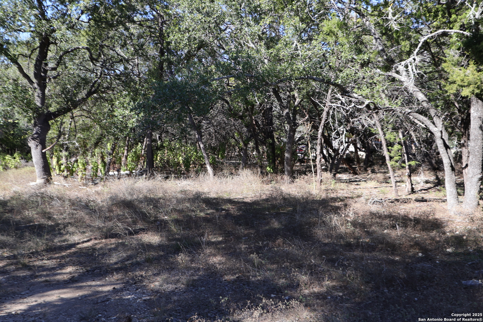 1433 Chestnut Spring Bulverde, TX 78163 - Photo 8 of 9 a view of a forest with trees