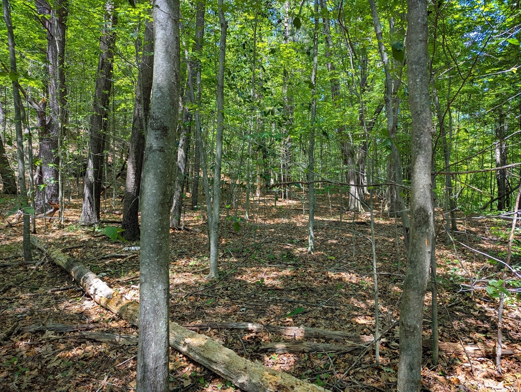 81 Pomeroy Terrace Russell, MA 01071 - Photo 11 of 15 a view of yard