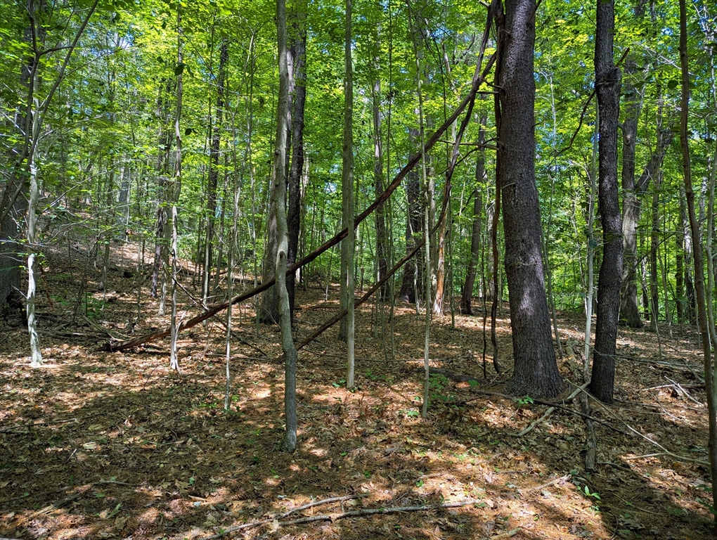 81 Pomeroy Terrace Russell, MA 01071 - Photo 12 of 15 a backyard of a house with lots of green space