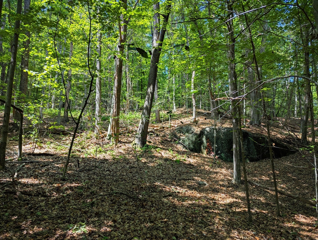 81 Pomeroy Terrace Russell, MA 01071 - Photo 13 of 15 a view of forest