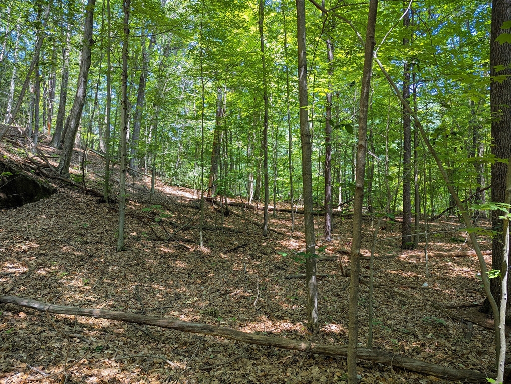 81 Pomeroy Terrace Russell, MA 01071 - Photo 14 of 15 a view of outdoor space and trees