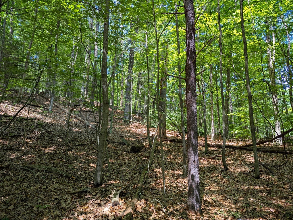 81 Pomeroy Terrace Russell, MA 01071 - Photo 15 of 15 a view of outdoor space and trees