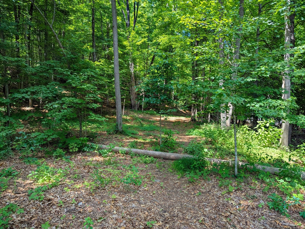 81 Pomeroy Terrace Russell, MA 01071 - Photo 5 of 15 a view of a yard with large trees