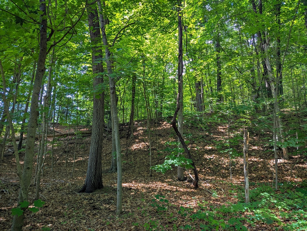 81 Pomeroy Terrace Russell, MA 01071 - Photo 6 of 15 a view of a forest