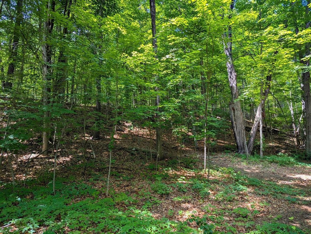 81 Pomeroy Terrace Russell, MA 01071 - Photo 7 of 15 a green field with lots of trees