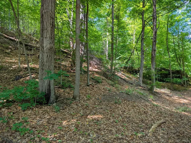 a view of a forest with trees