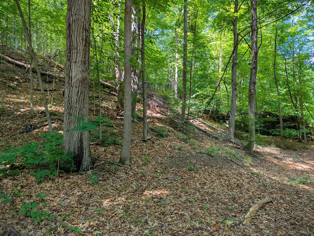 81 Pomeroy Terrace Russell, MA 01071 - Photo 8 of 15 a view of a forest with trees