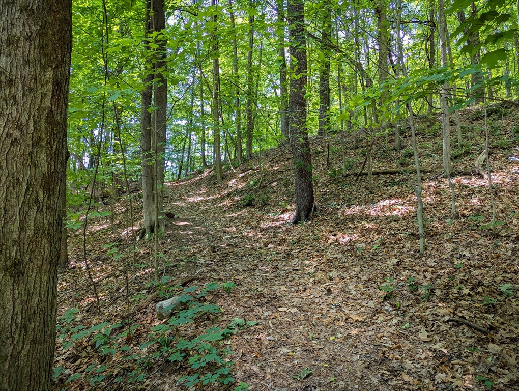 81 Pomeroy Terrace Russell, MA 01071 - Photo 9 of 15 a view of a forest with trees