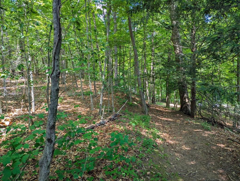 81 Pomeroy Terrace Russell, MA 01071 - Photo 10 of 15 a big yard with lots of green space and house in the back