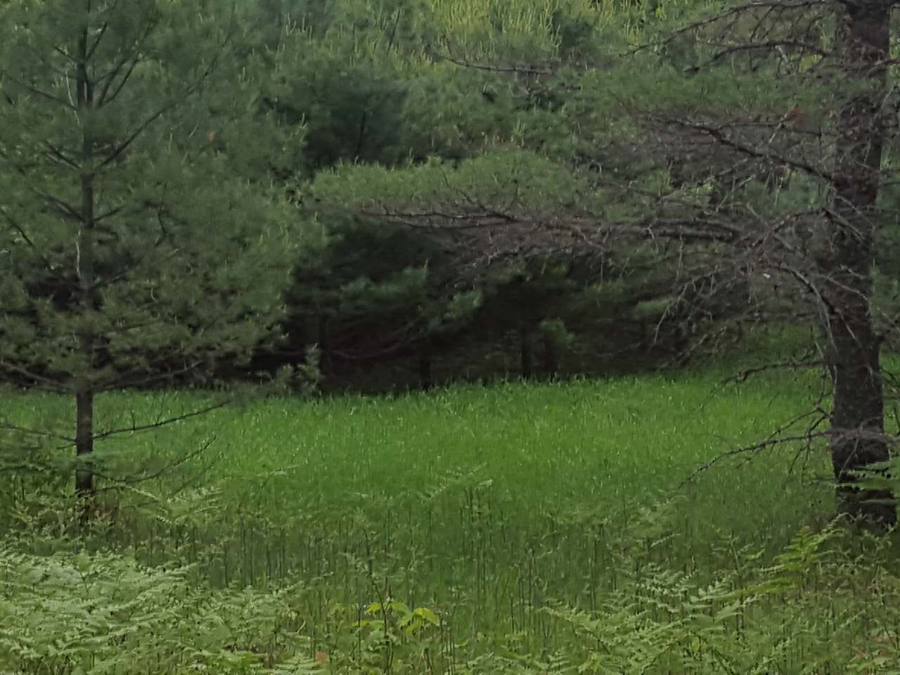 On Ross Road Conover, WI 54519 - Photo 8 of 12 Gallery Image 8