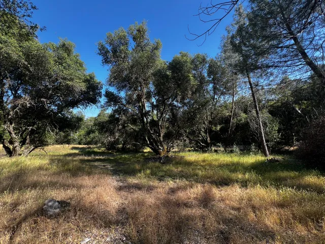 a view of a yard with a tree