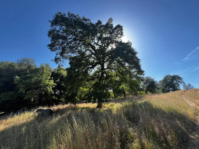 a view of a lake with a tree