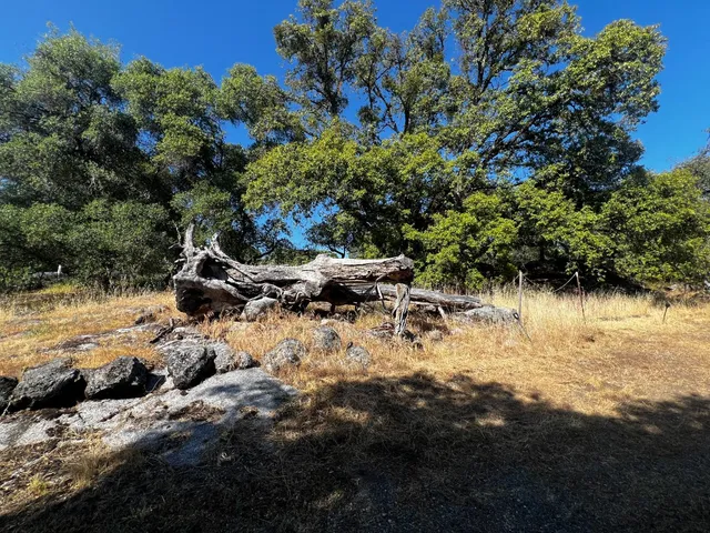 a view of a yard with a tree