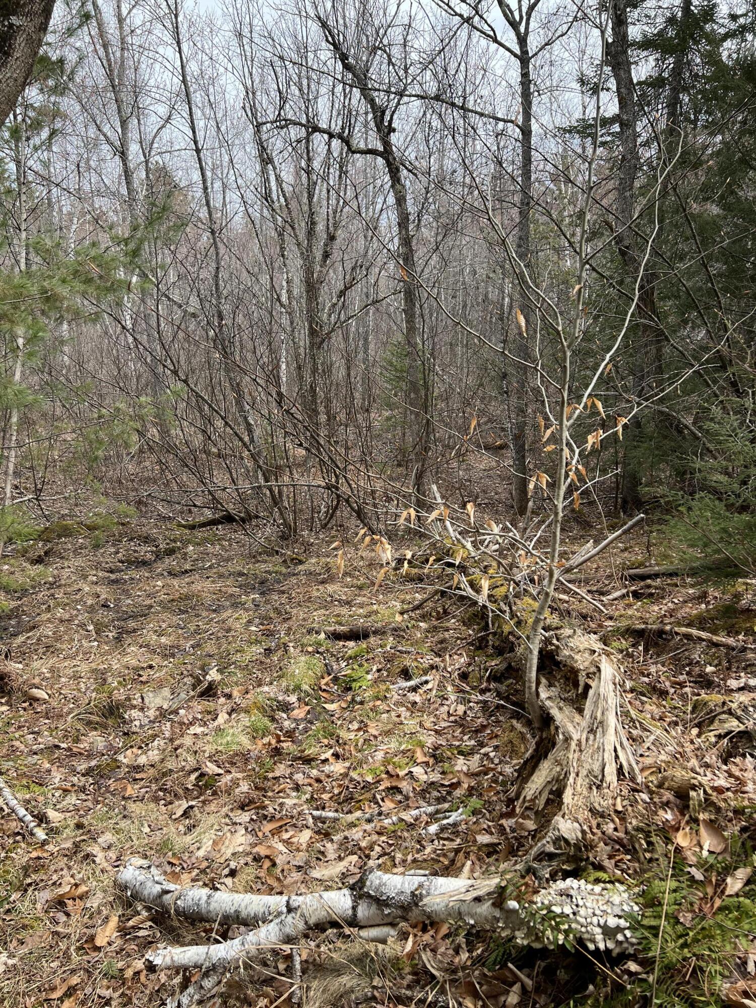 Lot 32-3 Miles Road Newburgh, ME 04444 - Photo 12 of 23 IMG_1503