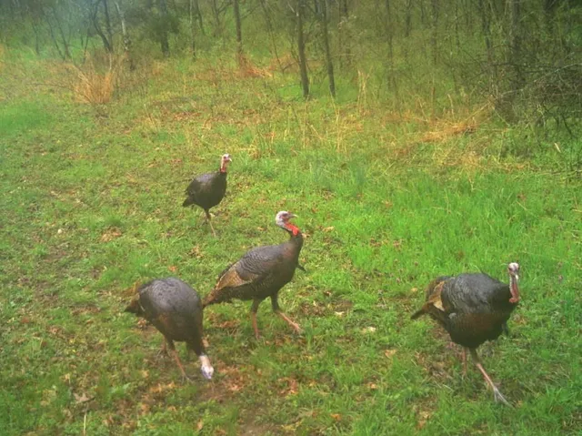 $434,500 | 6745 East Hwy CC, Stockton, MO 65785