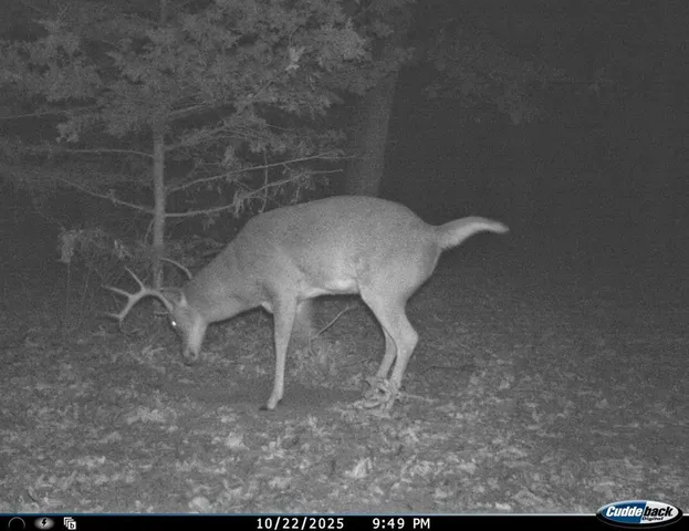 $434,500 | 6745 East Hwy CC, Stockton, MO 65785