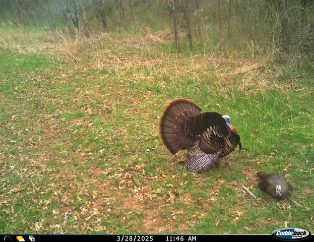 $434,500 | 6745 East Hwy CC, Stockton, MO 65785