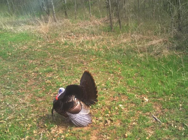 $434,500 | 6745 East Hwy CC, Stockton, MO 65785