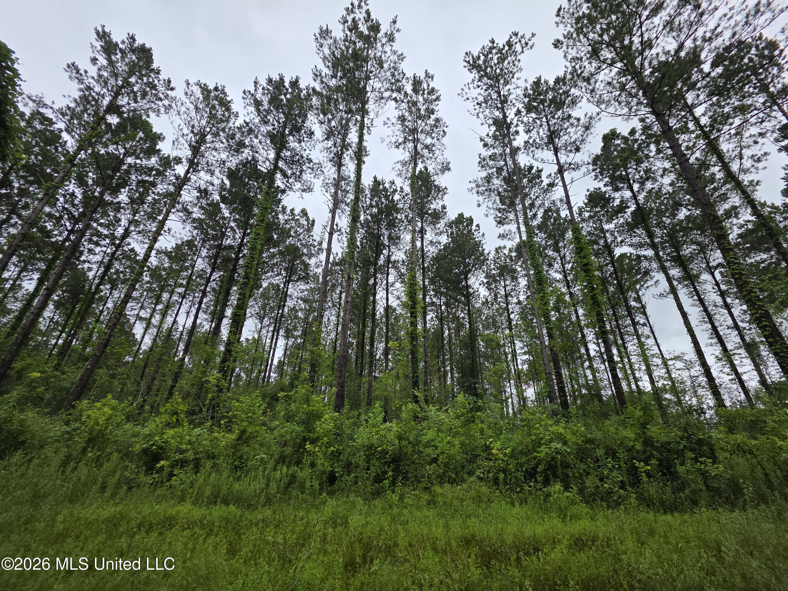 244 Foster Road Sontag, MS 39665 - Photo 39 of 105 35468