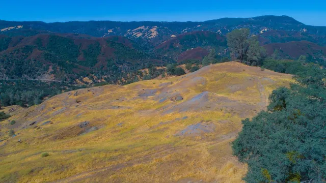 a view of a tree in a forest