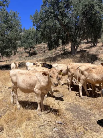 $1,799,900 | 20505 Coalinga Road, Paicines, CA 95043