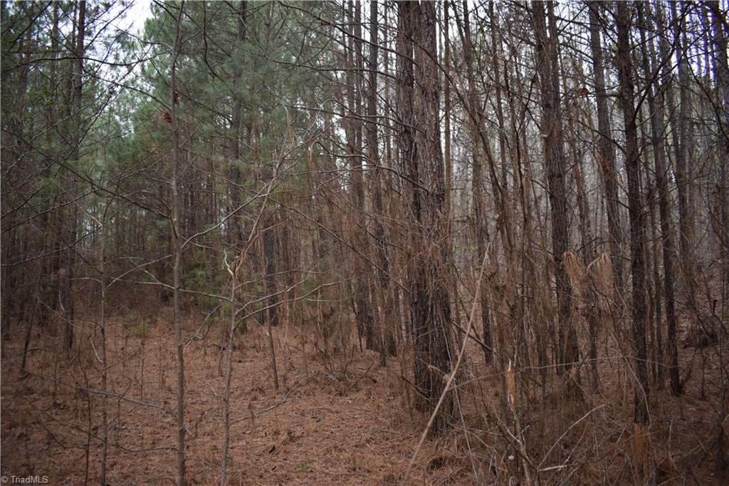 257 Piney Grove Church Road Siler City, NC 27344 - Photo 2 of 19