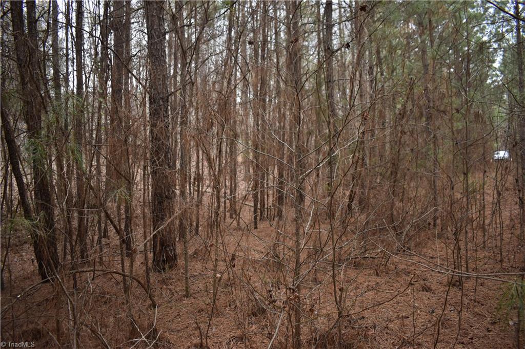 257 Piney Grove Church Road Siler City, NC 27344 - Photo 3 of 19