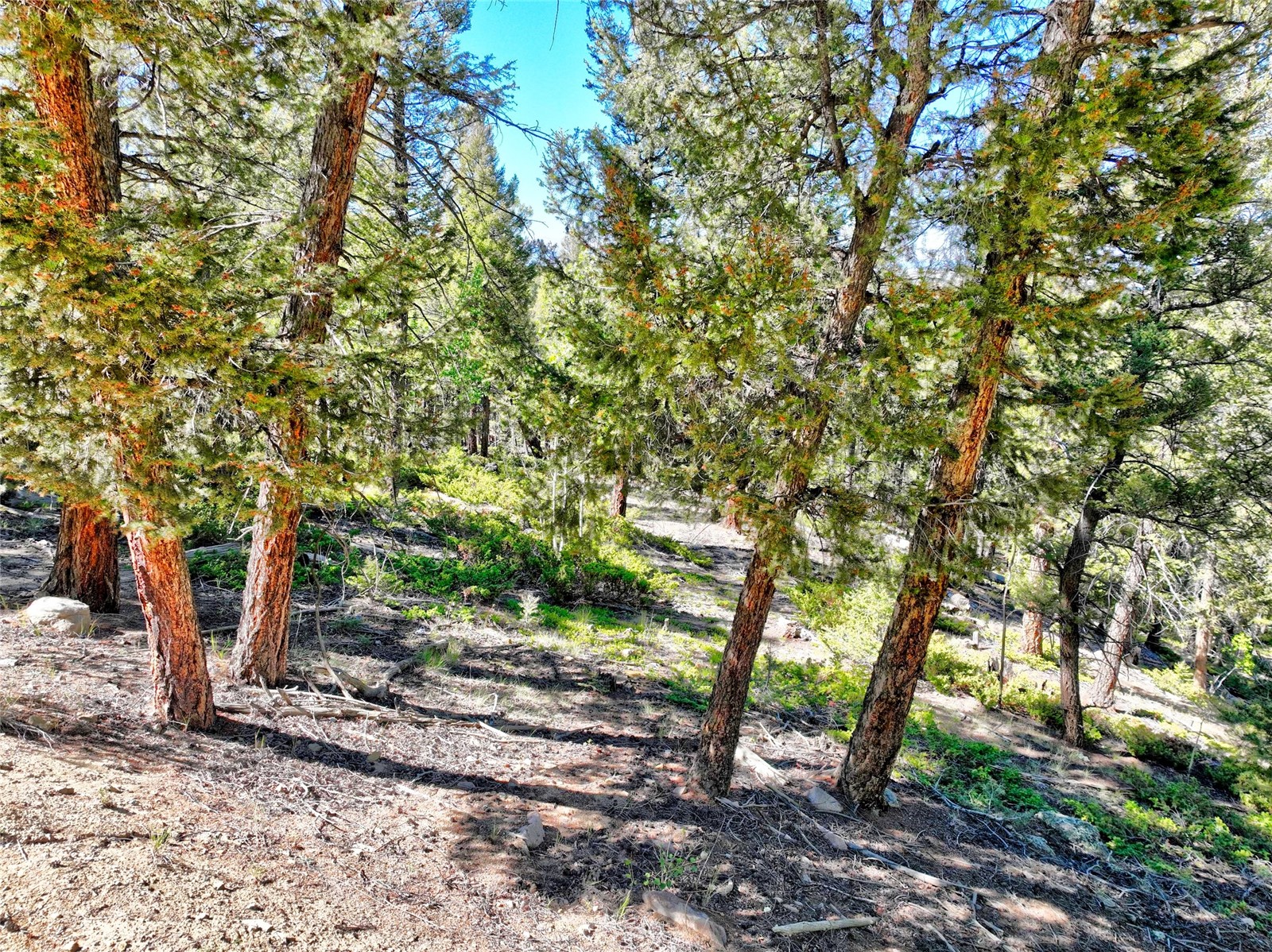 175 Blacksmith Road Hartsel, CO 80449 - Photo 4 of 19 Gallery Image 4