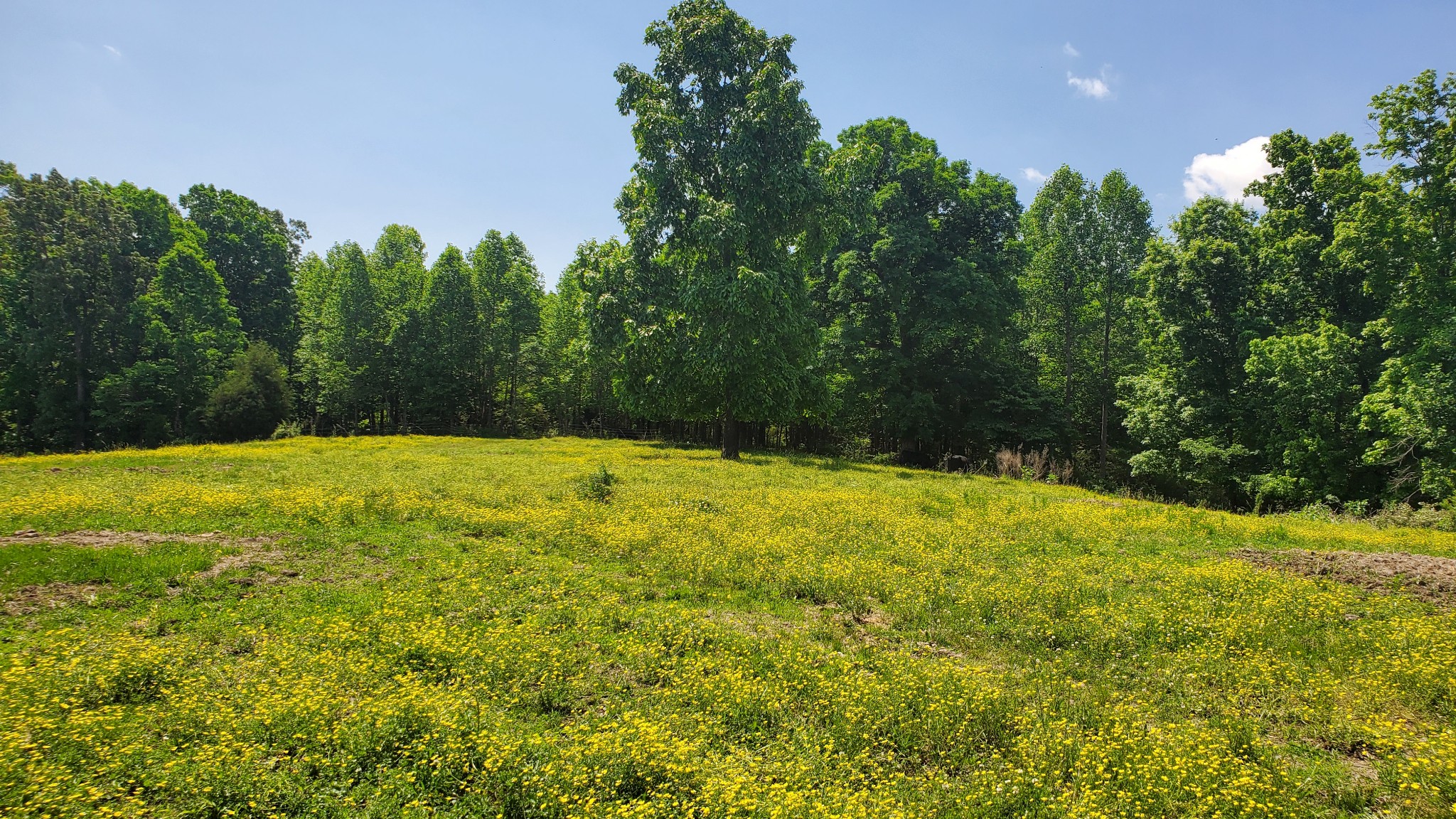 0 Ramah Road Leoma, TN 38468 - Photo 24 of 43 Gallery Image 24