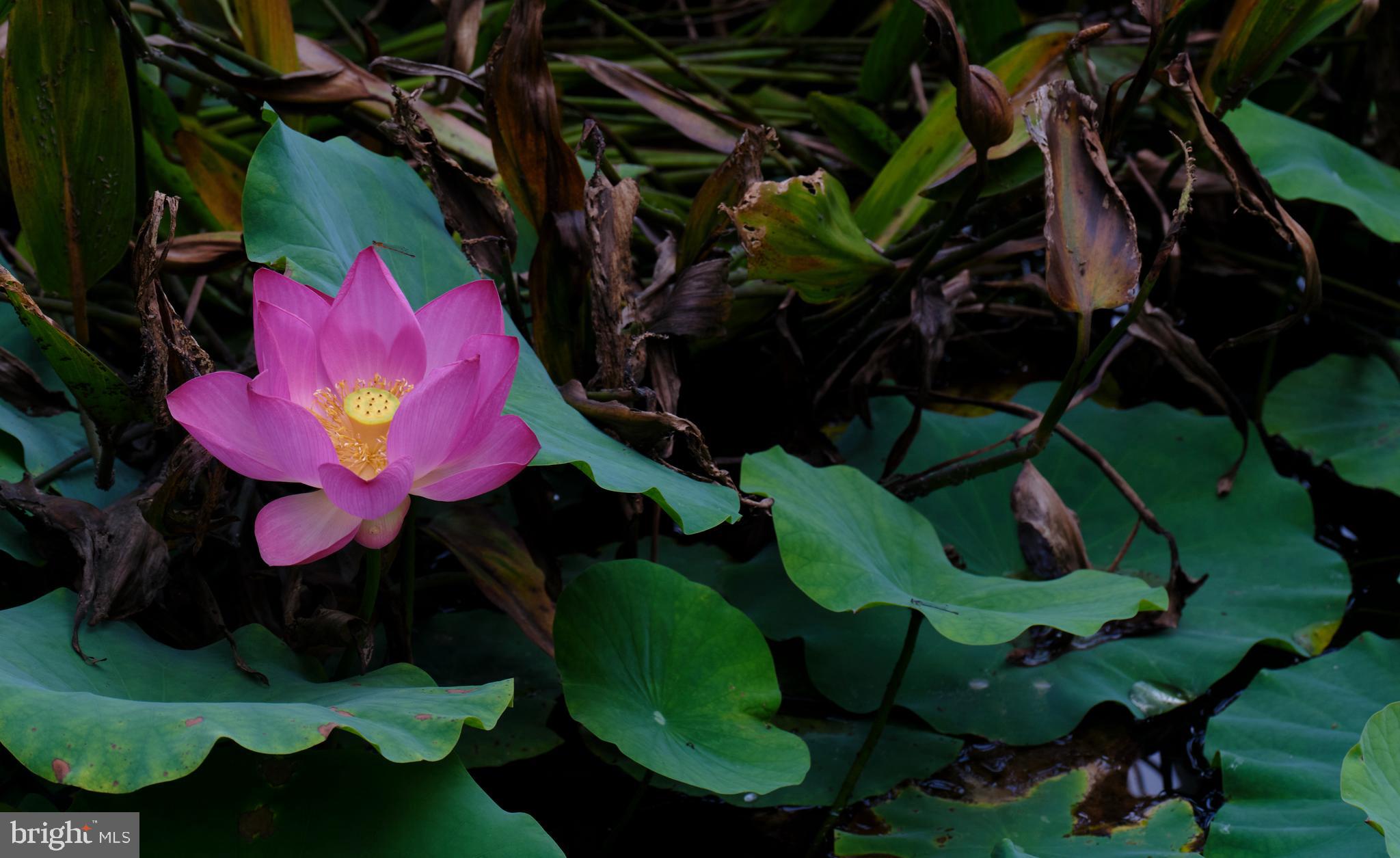 2125 Old Woods Road Green Lane, PA 18054 - Photo 48 of 53 a view of a bunch of flowers and trees
