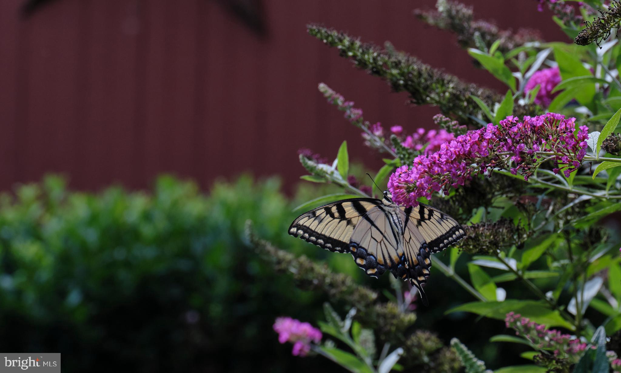 2125 Old Woods Road Green Lane, PA 18054 - Photo 53 of 53 a view of a flower