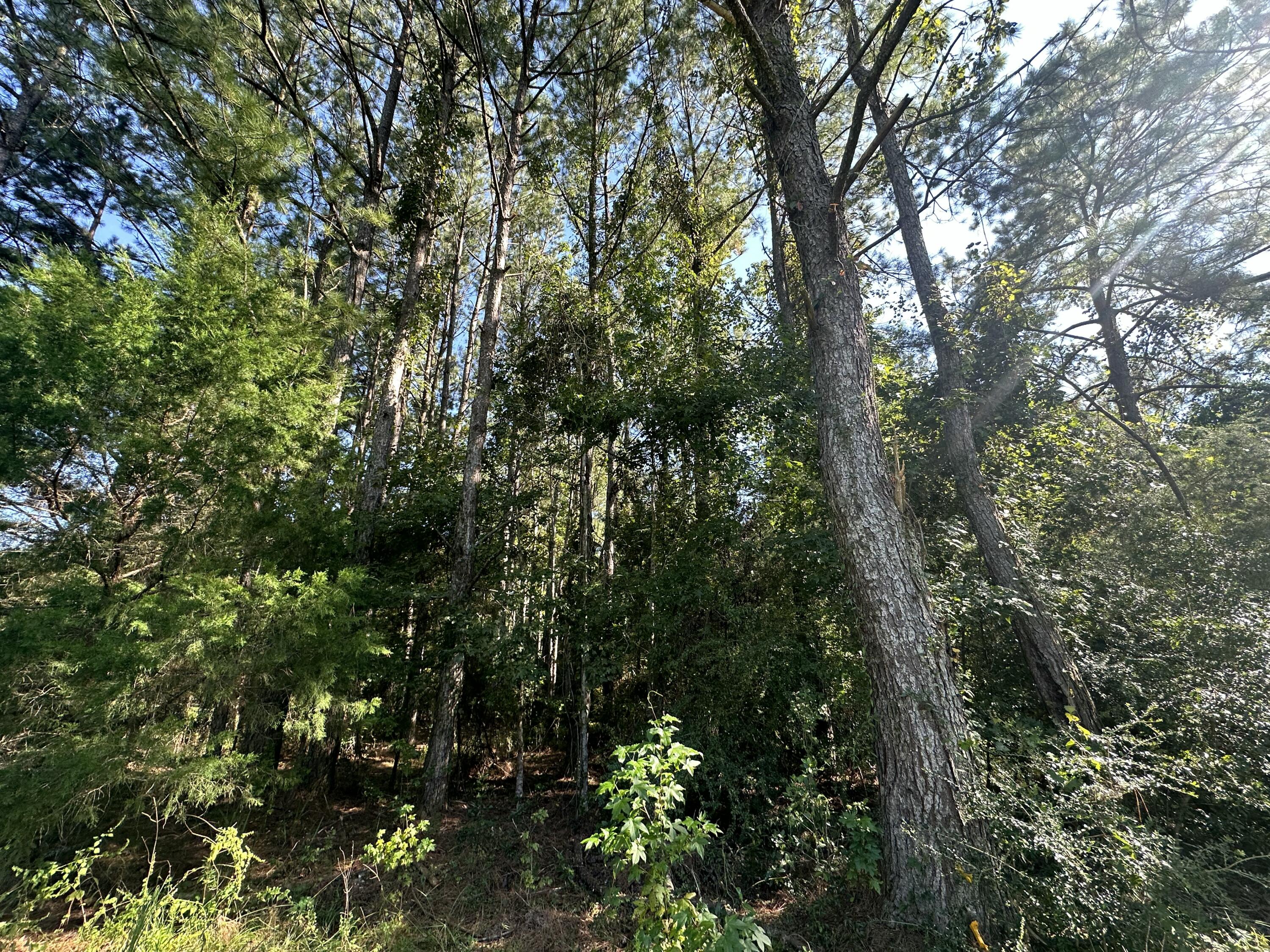 1875 Hathaway Johnson Road Baker, FL 32531 - Photo 29 of 40 a view of a lush green forest