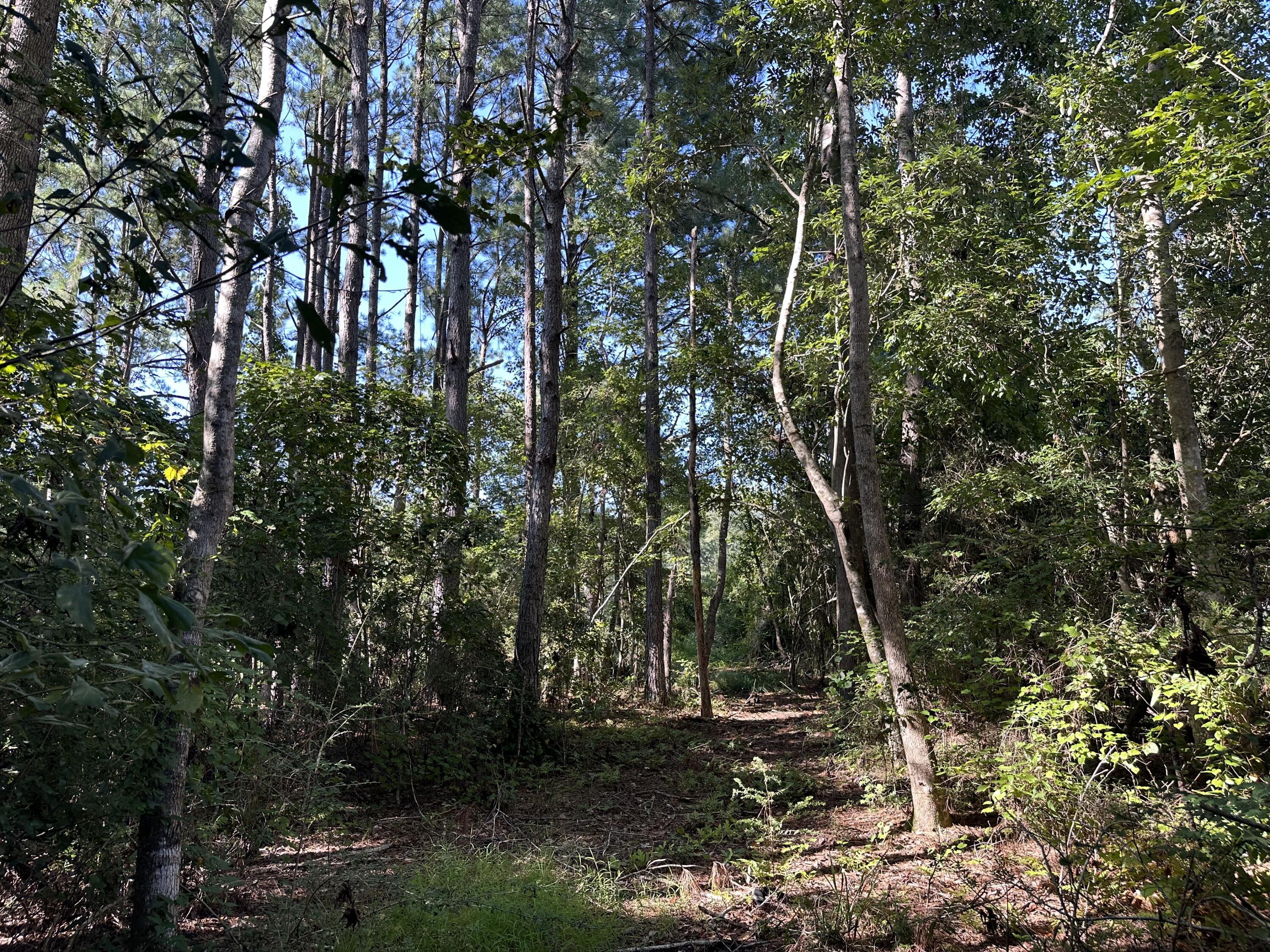 1875 Hathaway Johnson Road Baker, FL 32531 - Photo 32 of 40 a backyard of a house with lots of green space