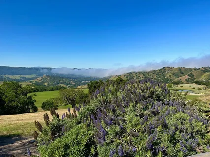 a view of a city with lush green forest