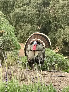 an aerial view of residential house with outdoor space and mountain view