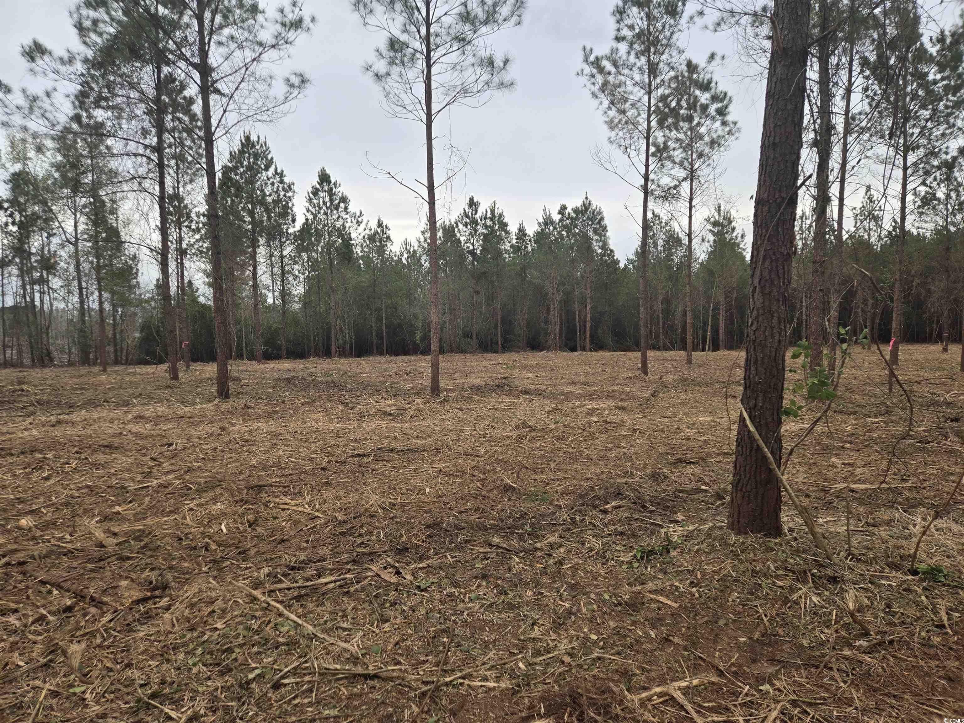 Tbd Oak Dale Road Loris, SC 29569 - Photo 5 of 5 View of nature