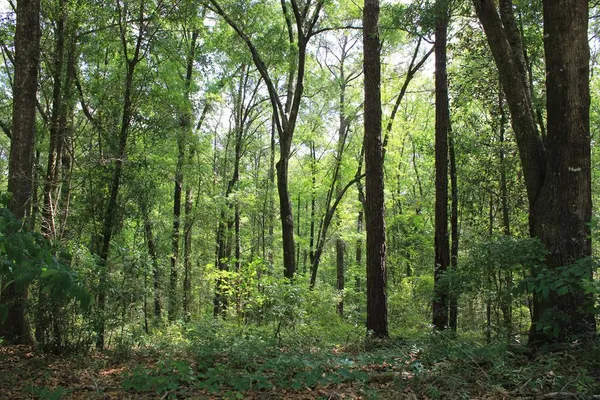 $25,000 | 102 Oak Bluff Drive, Enterprise, AL 36330